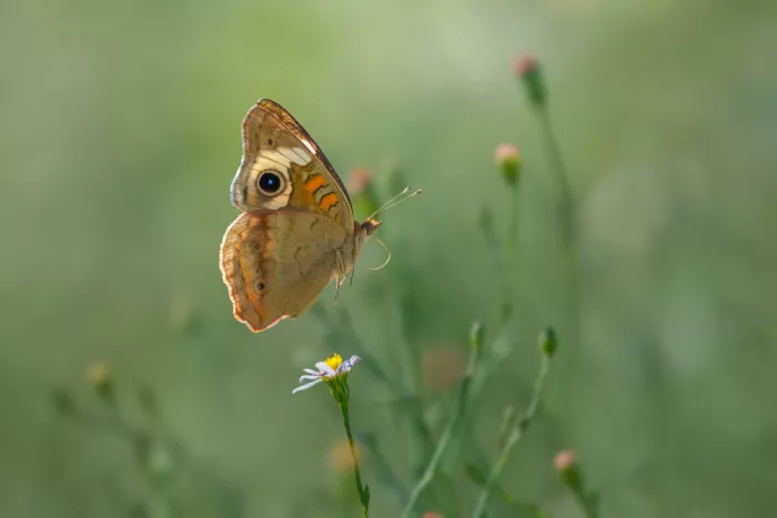 He, Mike: Common Buckeye Butterfly