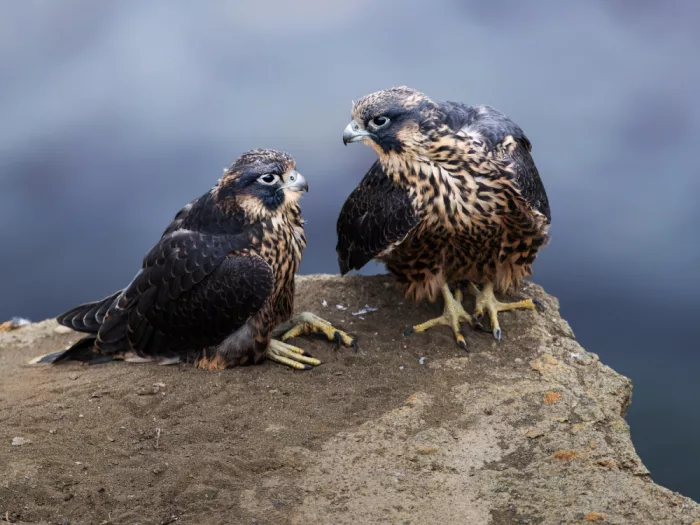 (吉星高照), Taksing: Peregrine Falcon