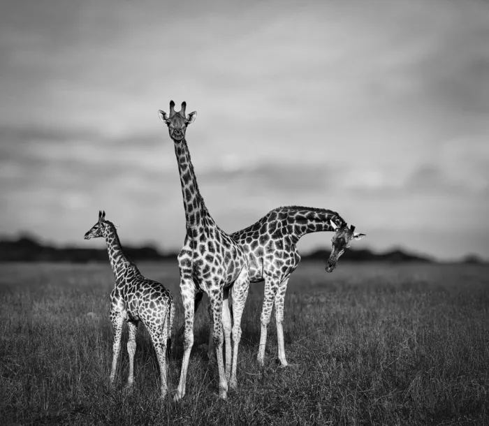 B, Sophie: Giraffe family photo