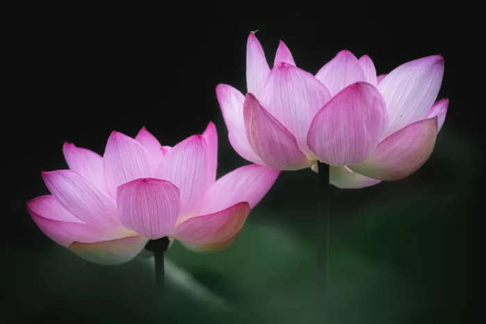 Suzuki, Takashi: Rosa Juwel