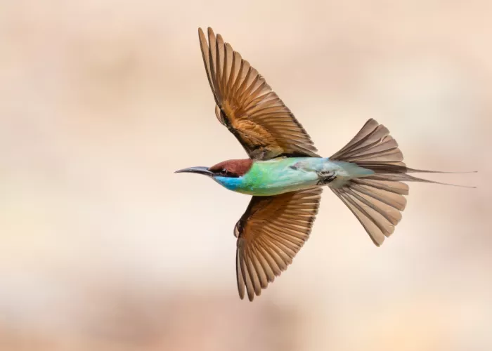 Li, Alex: Bee-eater