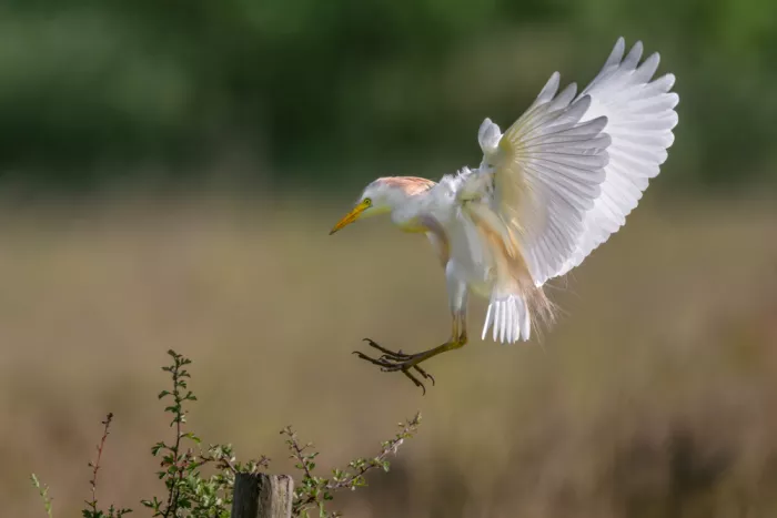 Helsen, Eddy: Cattle Egret