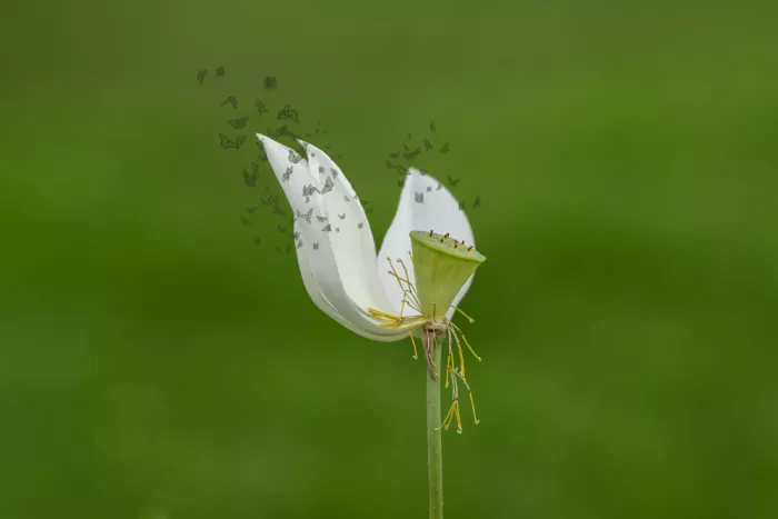 Lin, Lin: Senza titolo