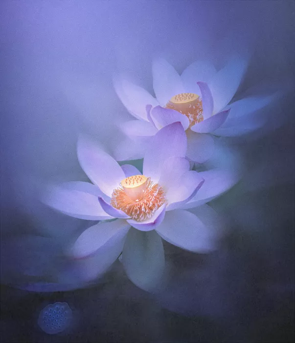 Wang, Catherine: Lotus Schwestern