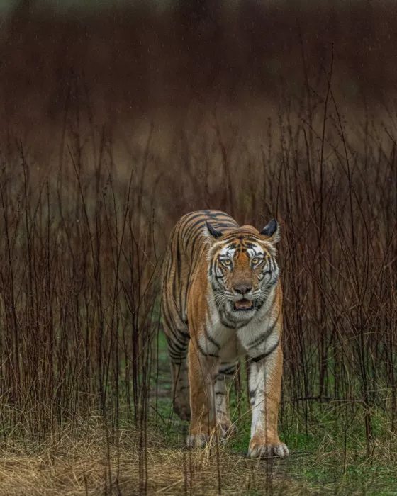 Bhatia, Yogesh: Pluie et Tigre