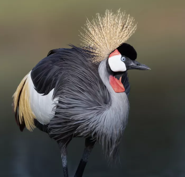 Ismail, Mohamed: Black crowned crane