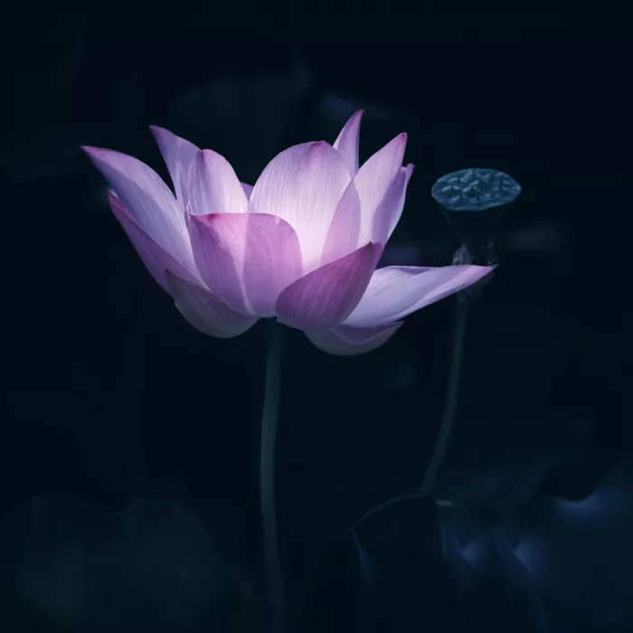 Gong, Yun: Zen-Lotos