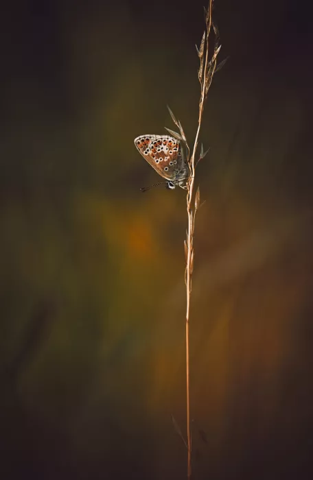 Williams, Stuart: Brown Argus.