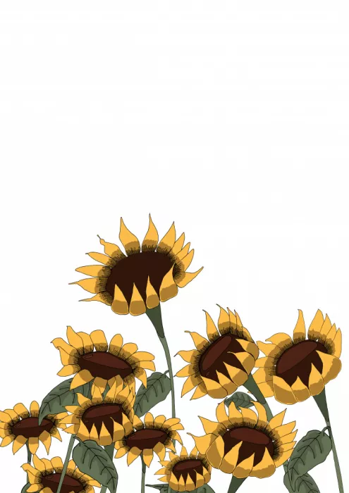 Nicholas: Sonnenblumen