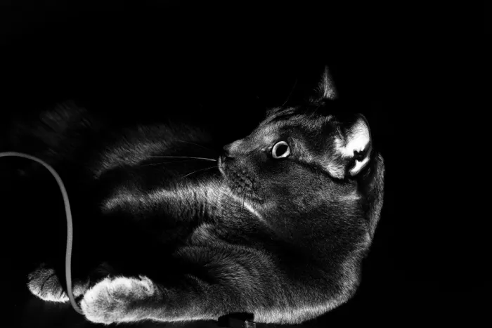 Angelino, Felice: Cat