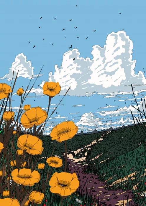 Nicholas: Amapolas de California