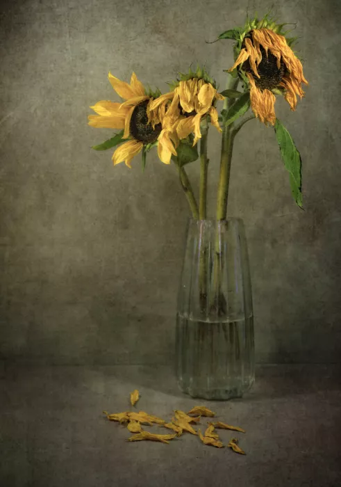 Smalley, Karen: Fin de un girasol