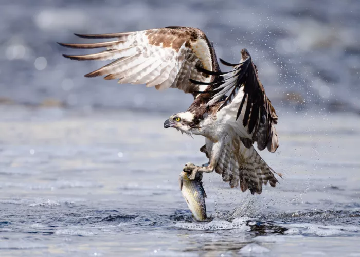Chen, Johnny: Osprey