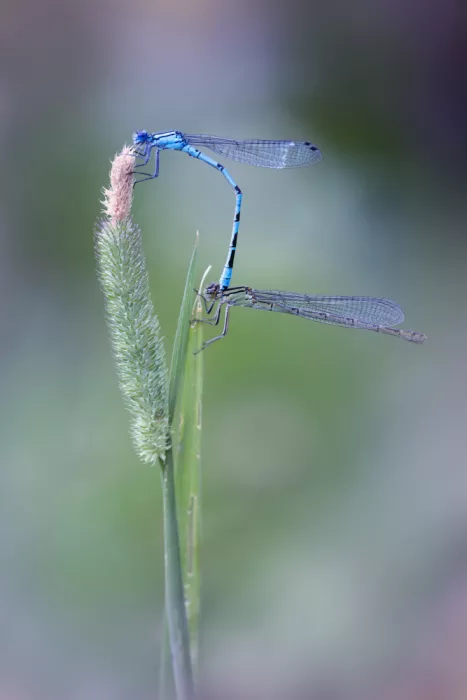 Daminelli, Fabrizio: Enallagma cyathigerum - Tandem