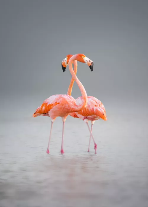 Ying, Li: Flamingos