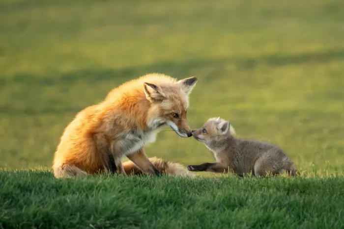 Lipinghu: Mouth to mouth