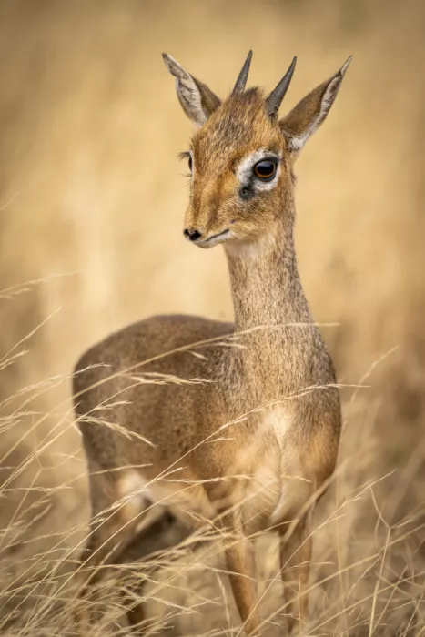 dem, Auf Andrea: Dik Dik