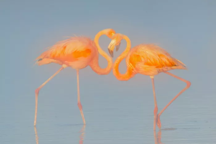 Zuo, Jun: Flamants roses dans le brouillard matinal