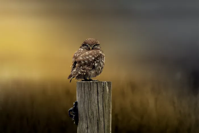 Horst, ter Gert: Perching at sunrise (little owl)