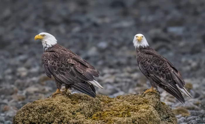 Sink, C. Jeffrey: Now these guys truly have an Eagle Eye