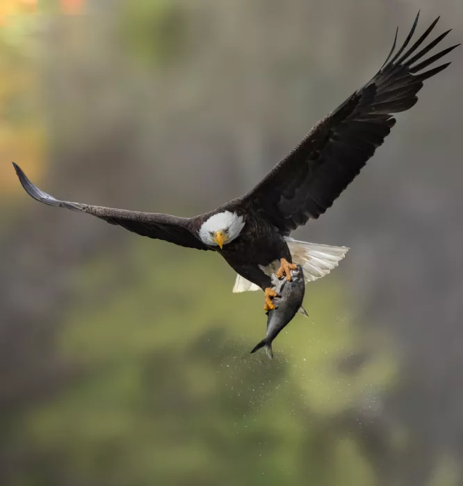 Liu, X. Bill: Bald eagle and fish