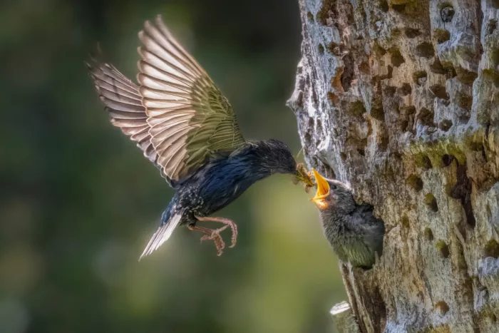 Lipinghu: The baby bird can finally have a good meal.