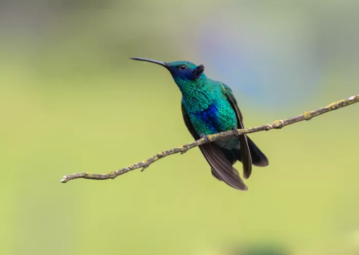 Yu, Tony: Sparkling Violetear