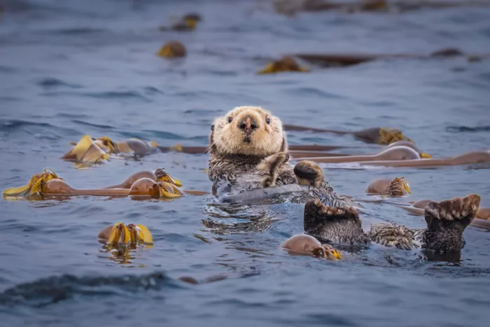 Sink, C. Jeffrey: Otter cuteness