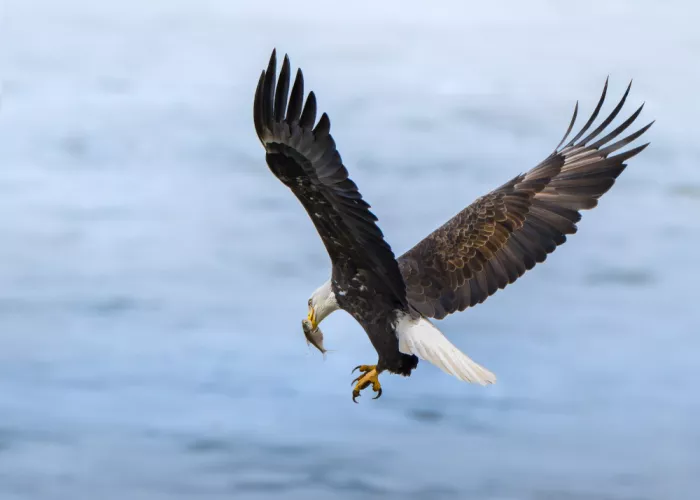 Liu, X. Bill: Feast of the sky king