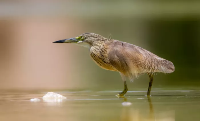 Procaccia, Itamar: Squacco Heron