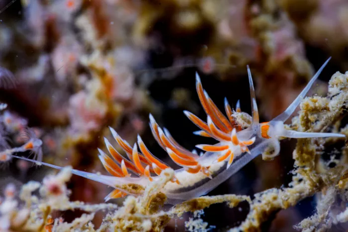 nabejizo: Cratena sp, un nudibranquio de belleza delicada