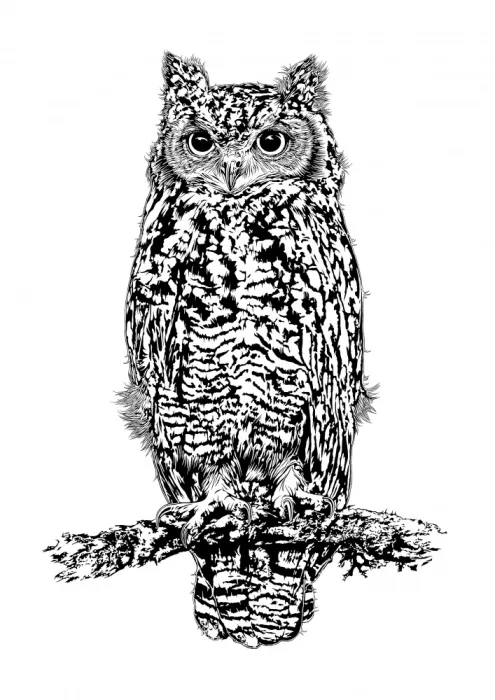 Kaminski, Carlo: Spotted Eagle Owl In Black