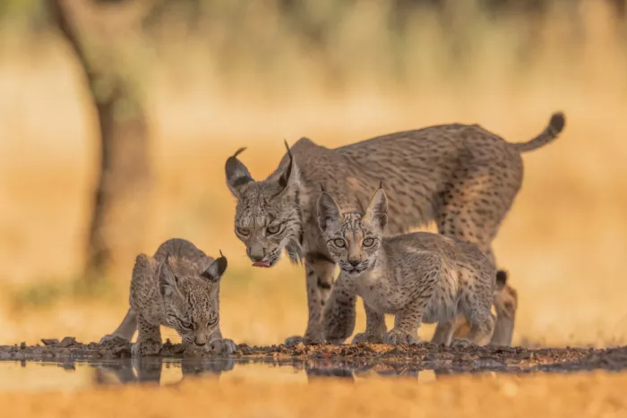 Wang, Max: La Famiglia della lince