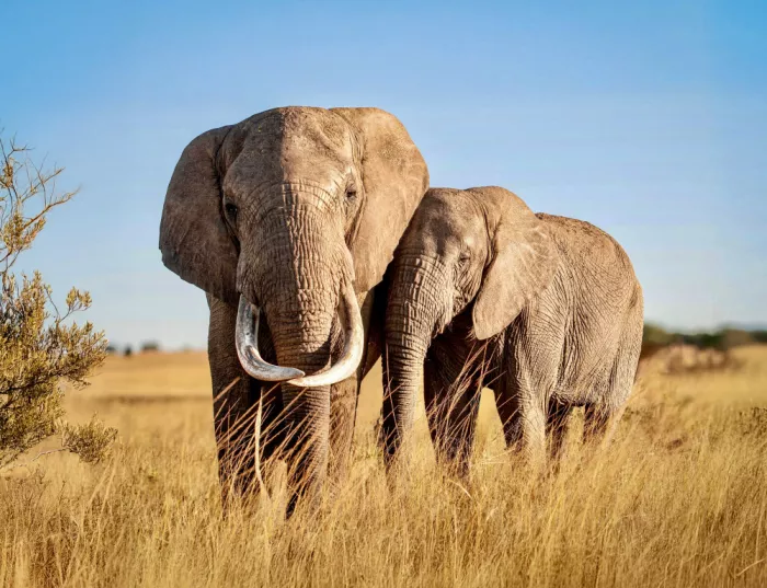 B, Sophie: Love between elephants, Zimbabwe