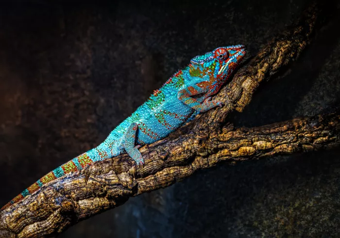 Ras, Abu Ali: Colorful Panther Chameleon Resting on Tree Branch