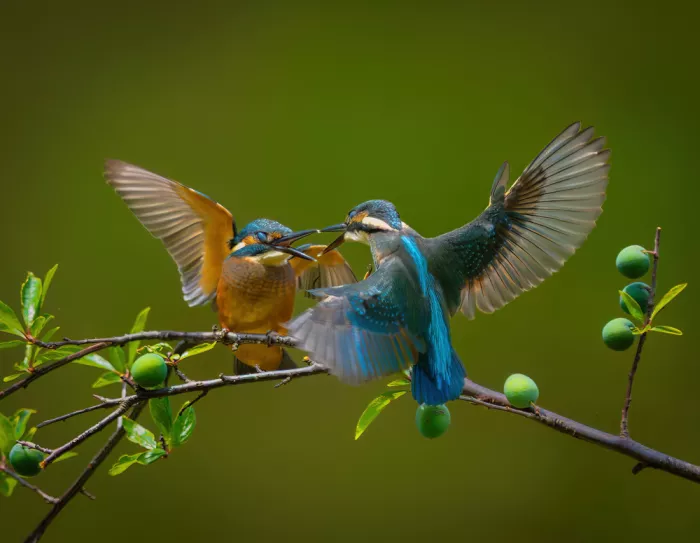 Li, Alex: Kingfishers