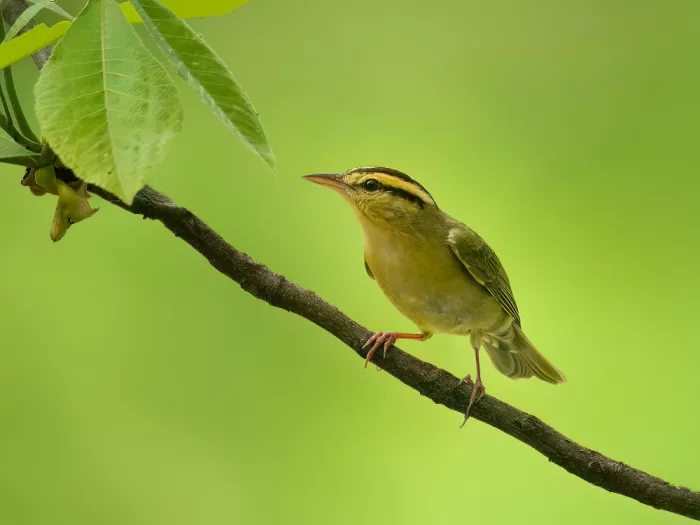 Zhang, Robert: Sussurro della foresta