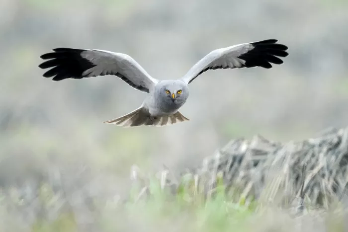 Helsen, Eddy: Hen harrier