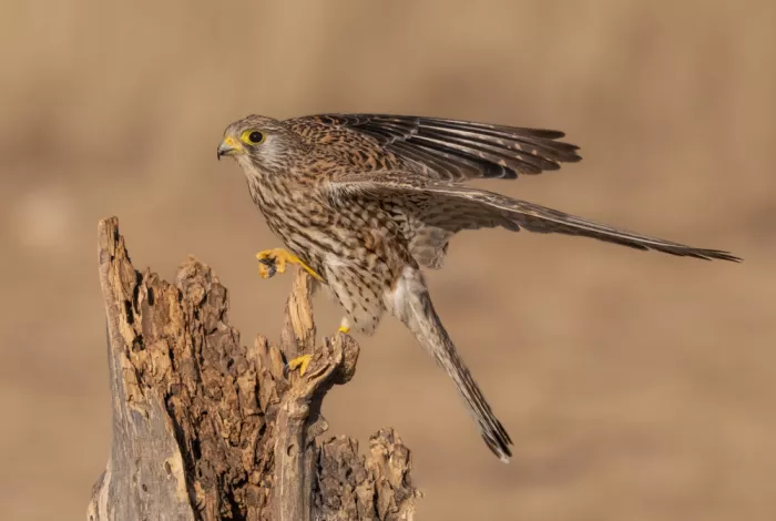 Procaccia, Itamar: Common Kestrel Female