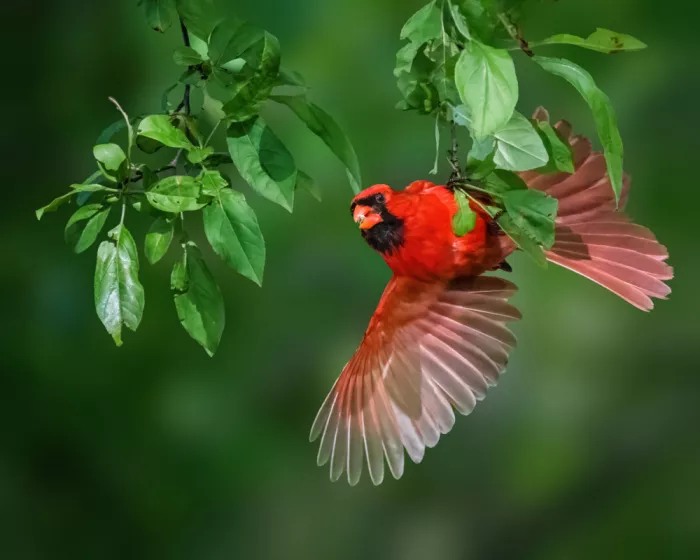 Cai, Xiao: Northern Cardinal