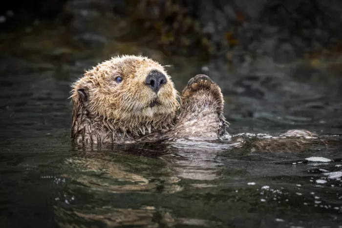 Sink, C. Jeffrey: Cuteness personified - Alaskan Otter