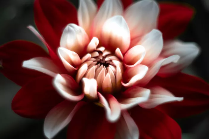 Louwen, Fred: Un dahlia