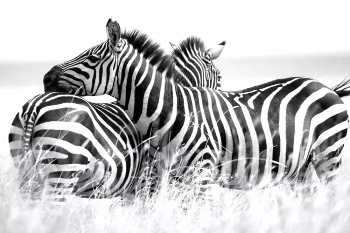 dem, Auf Andrea: Black or white?