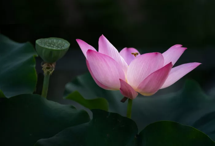 Gong, Yun: Anmutige Vereinigung