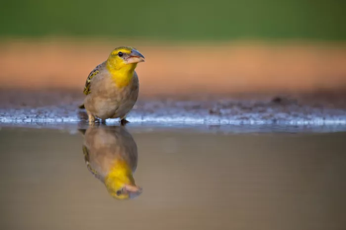 Pozzi, Marco: Yellow