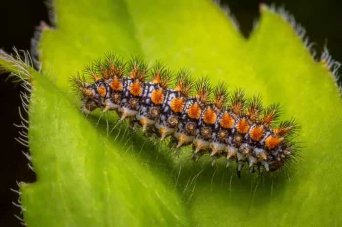 Andrica, Eduard: Caterpillar