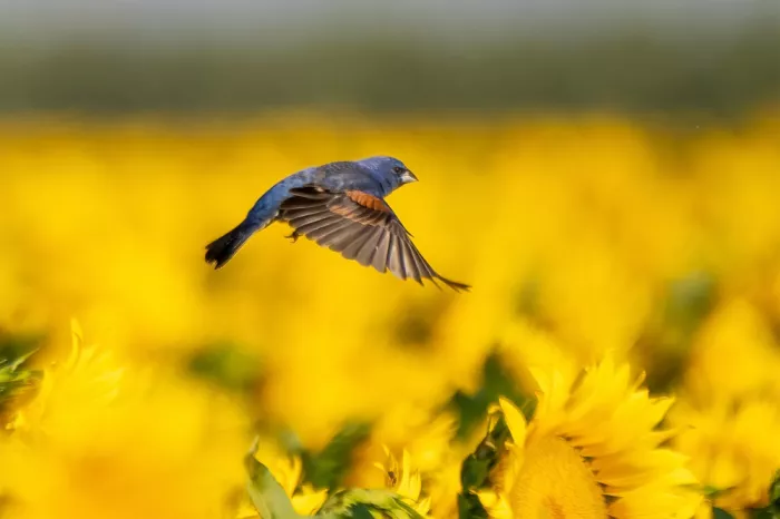 Lipinghu: Flying over the flower fields