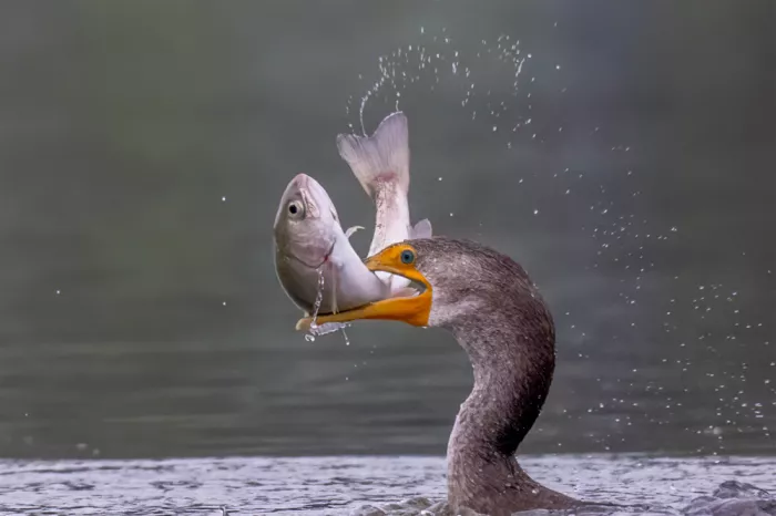 Lipinghu: Water Acrobatics