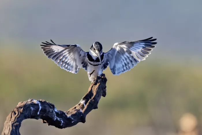Catta, Alessandro: Spread Your Wings !