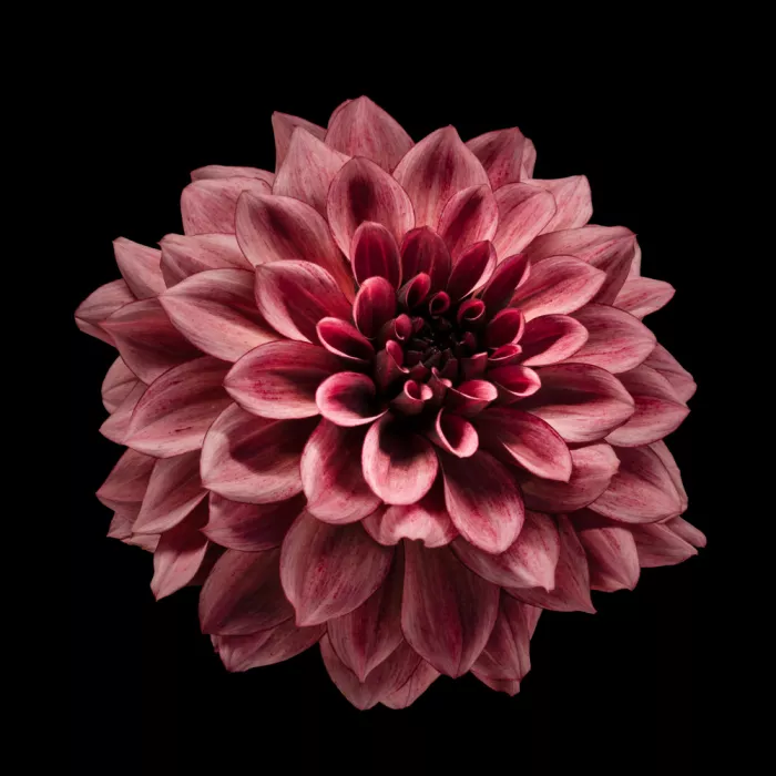 Louwen, Fred: Une dahlia rouge